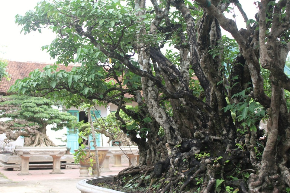 Theo ông Ngọ, cây khế thuộc vào loại hiếm có, khó tìm bởi hình dáng tự nhiên, đẹp mắt, toàn thân phủ mốc trắng. Với chiều cao gần 3m, cây có hàng chục nhánh mọc đua nhau từ rễ hướng lên bầu trời, nhìn tựa những con rồng uốn mình bay lượn.