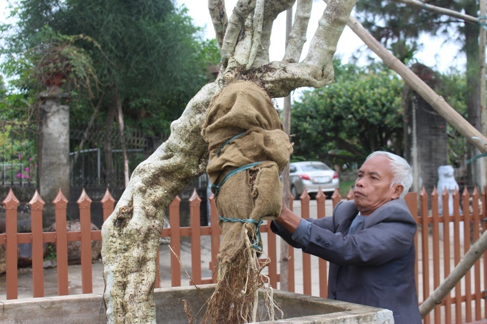 Dù đã ở tuổi 64 nhưng hàng ngày, nghệ nhân Nguyễn Văn Ngọ vẫn dành phần lớn thời gian cho từng gốc cây, chậu cảnh. Mỗi lúc rảnh rỗi, ông lại “khăn gói” đi khắp mọi miền đất nước, săn lùng những loại cây đẹp, độc để bổ sung vào bộ sưu tập của mình.
