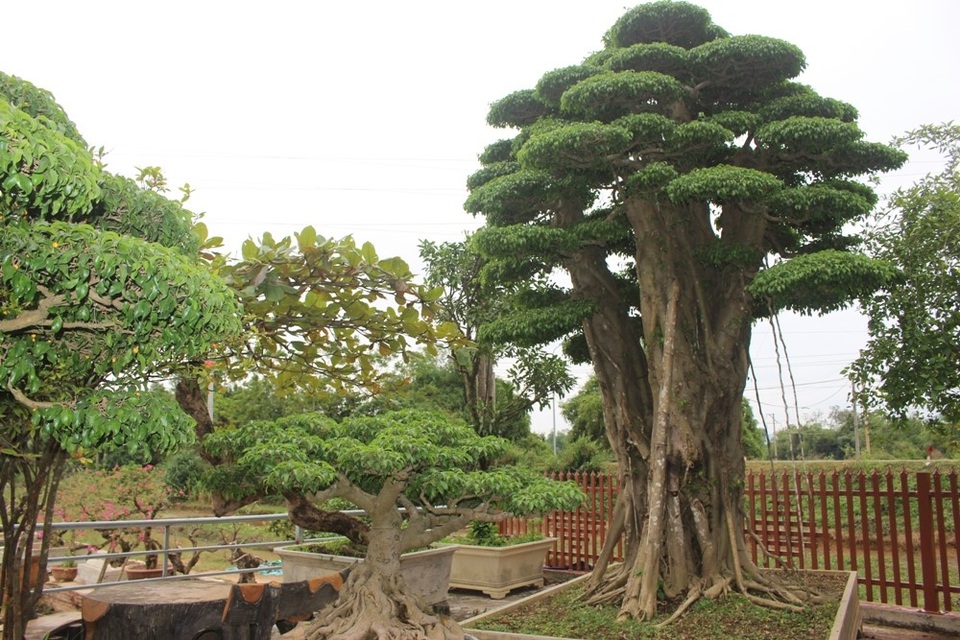 
Cây sanh cổ thụ có tuổi thọ 200 năm được chủ nhân chuyển sang không gian mới nằm đối diện khu vườn cũ để tiện chăm sóc.
