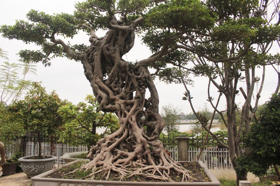 
Với hình dáng cong cong như bản đồ Việt Nam, cây si này được ông Ngọ đặt tên là Hồn Việt.
