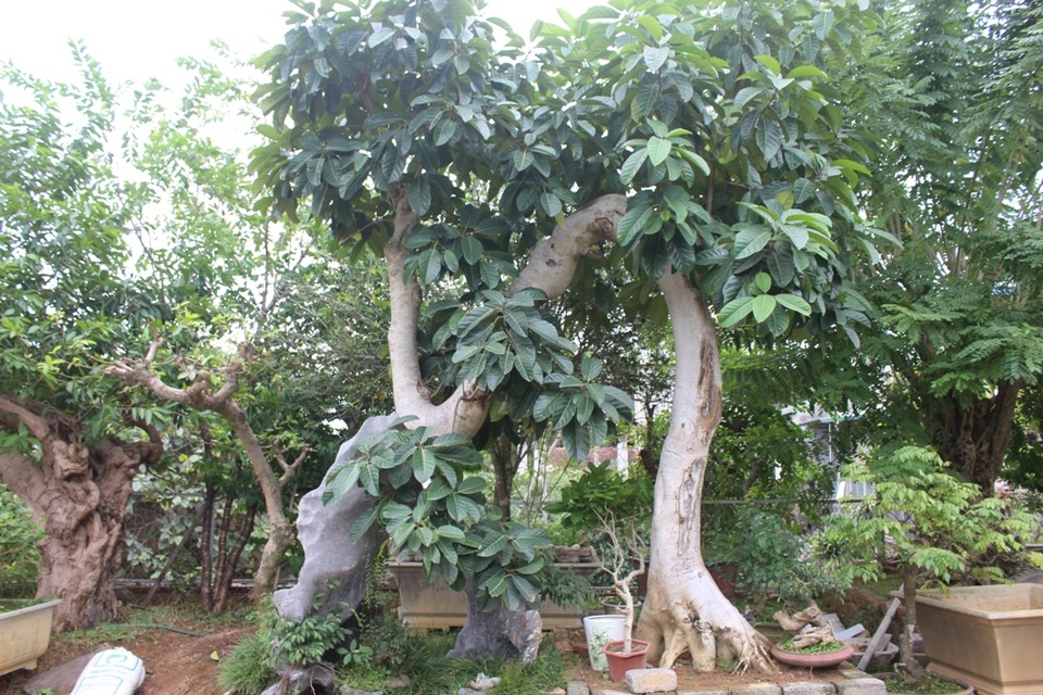 Xuất thân là một nông dân chân chất, lam lũ, ông Ngọ từng phải sống dựa vào vài đồng lãi từ các loại cây ăn quả. Vay mượn khắp nơi, tích cóp mua được con trâu để đi cày, thế nhưng vào khoảnh khắc bắt gặp một cây lộc vừng rất đẹp được ra giá 1.500.000 đồng, ông liều mình bán đi tài sản duy nhất của gia đình.