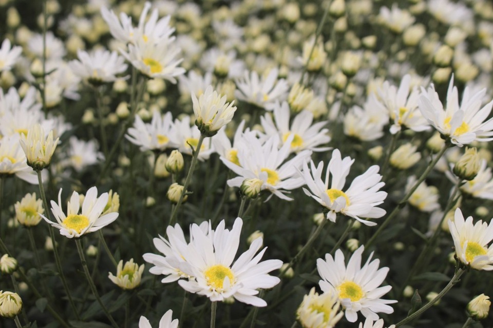 Ngóng trông những mùa hoa khoe sắc dịp cuối năm - 5 Ảnh: Hoàng Ngọc