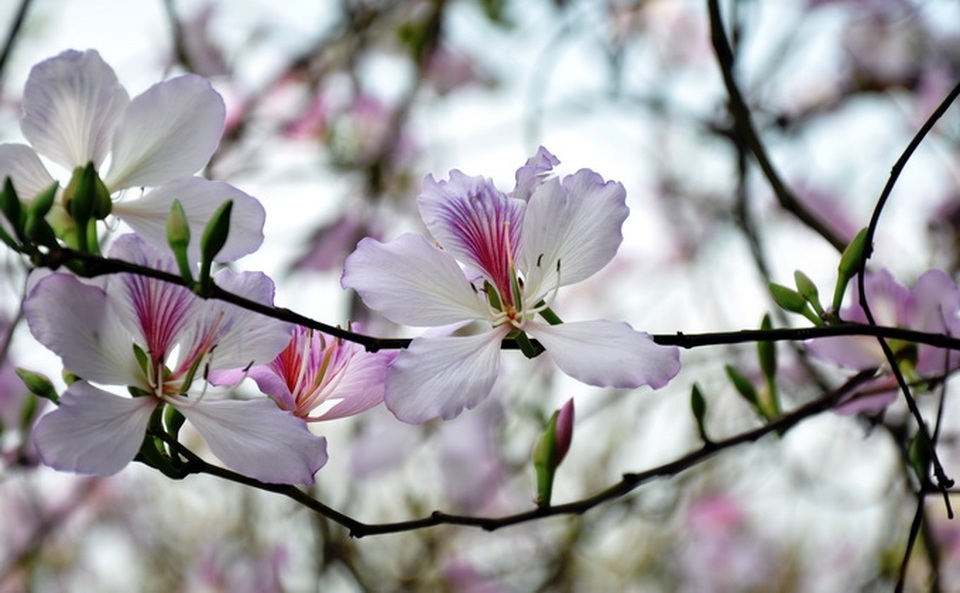 Hoa ban khoe sắc giữa đất trời Điện Biên.