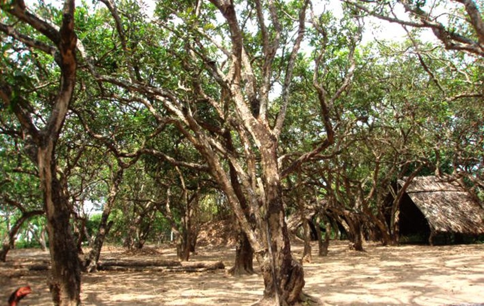 Ngỡ ngàng cánh đồng quạt gió đẹp như trời Tây ở Bạc Liêu - 12 Ảnh: Intrenet