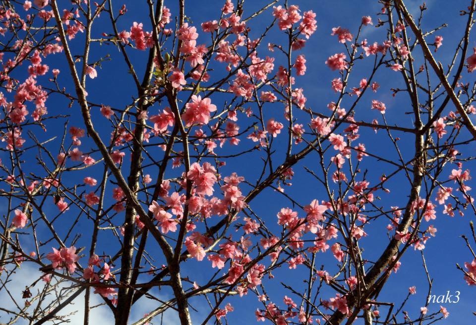 Háo hức "check in" bàn tay may mắn khổng lồ đang gây sốt ở Đà Lạt - 7 Háo hức "check in" bàn tay may mắn khổng lồ đang gây sốt ở Đà Lạt - 7