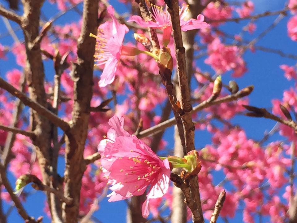Háo hức "check in" bàn tay may mắn khổng lồ đang gây sốt ở Đà Lạt - 9 Háo hức "check in" bàn tay may mắn khổng lồ đang gây sốt ở Đà Lạt - 9