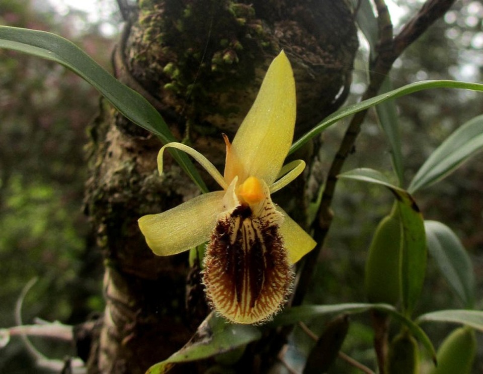 Chiêm ngưỡng hoa phong lan rừng Sa Pa - 7