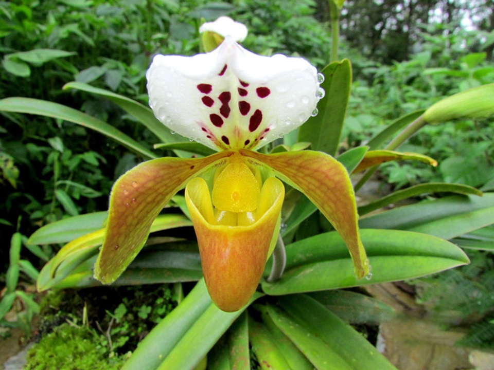 Chiêm ngưỡng hoa phong lan rừng Sa Pa - 9