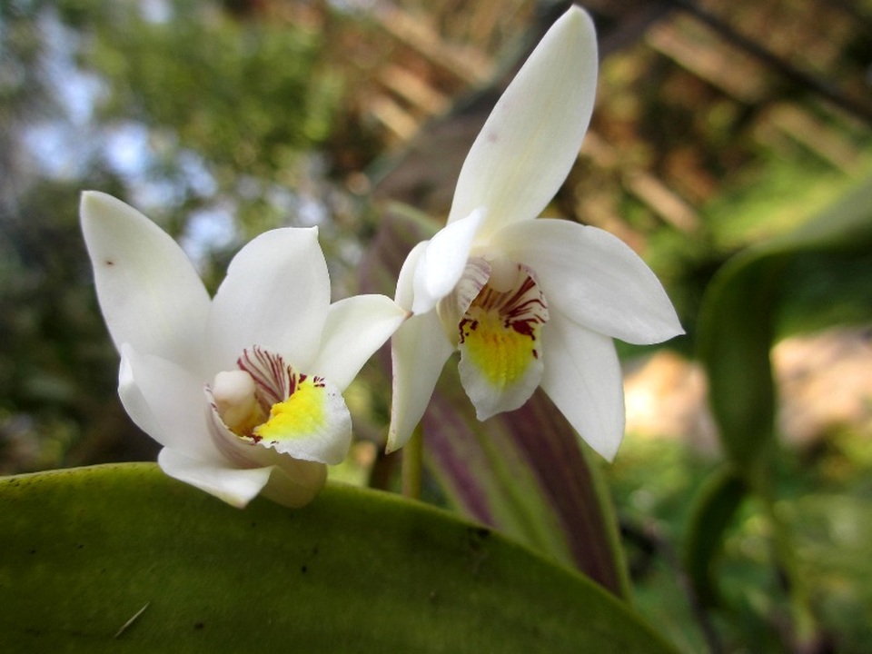 Chiêm ngưỡng hoa phong lan rừng Sa Pa - 10