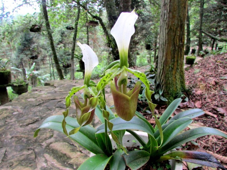 Chiêm ngưỡng hoa phong lan rừng Sa Pa - 12