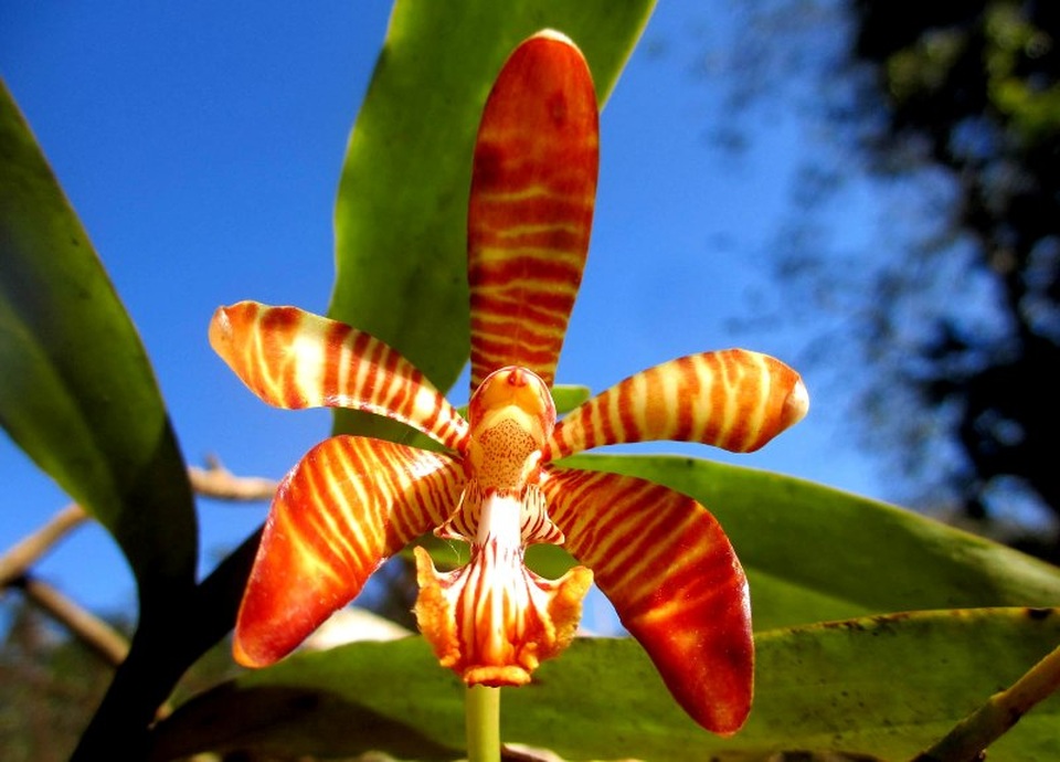 Chiêm ngưỡng hoa phong lan rừng Sa Pa - 13