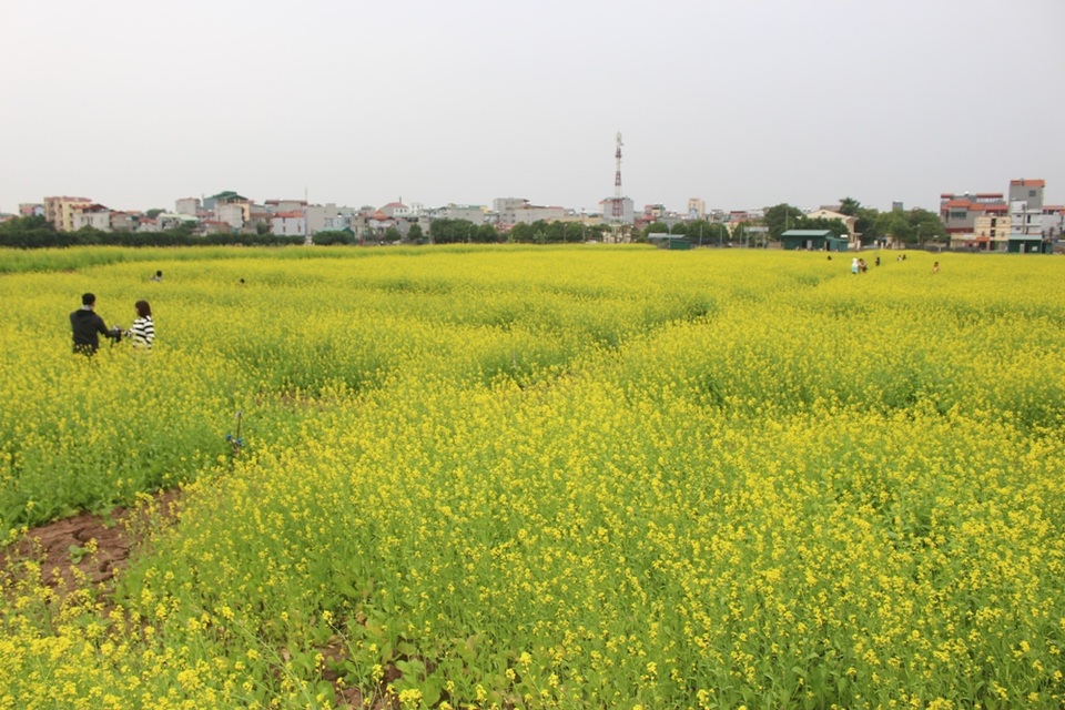 Ngẩn ngơ giữa cánh đồng cải vàng sưởi ấm trời đông Hà Nội - 1