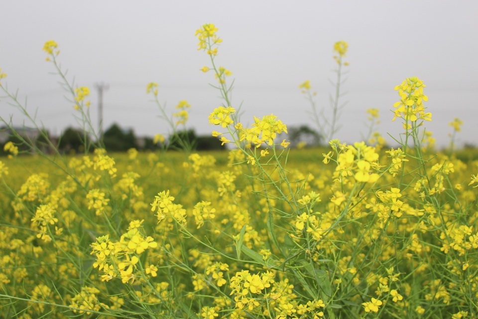 Ngẩn ngơ giữa cánh đồng cải vàng sưởi ấm trời đông Hà Nội - 2