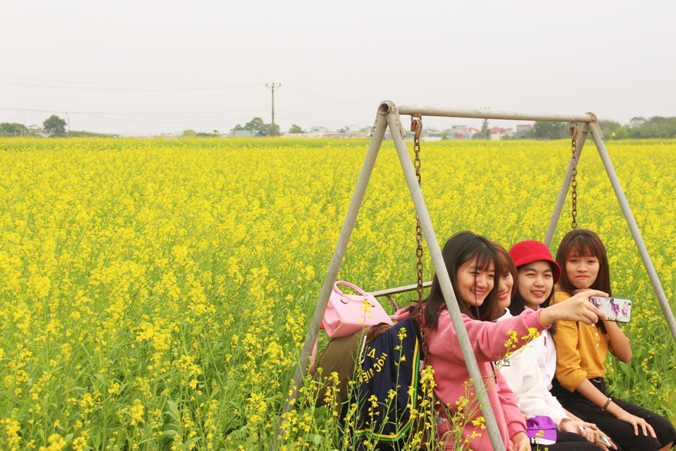 Ngẩn ngơ giữa cánh đồng cải vàng sưởi ấm trời đông Hà Nội - 3