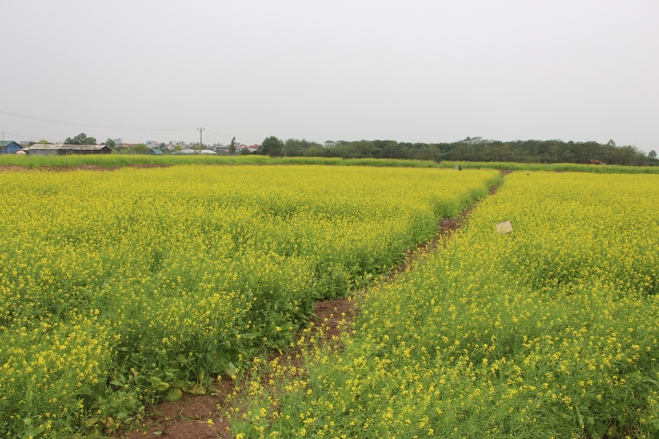 Ngẩn ngơ giữa cánh đồng cải vàng sưởi ấm trời đông Hà Nội - 6