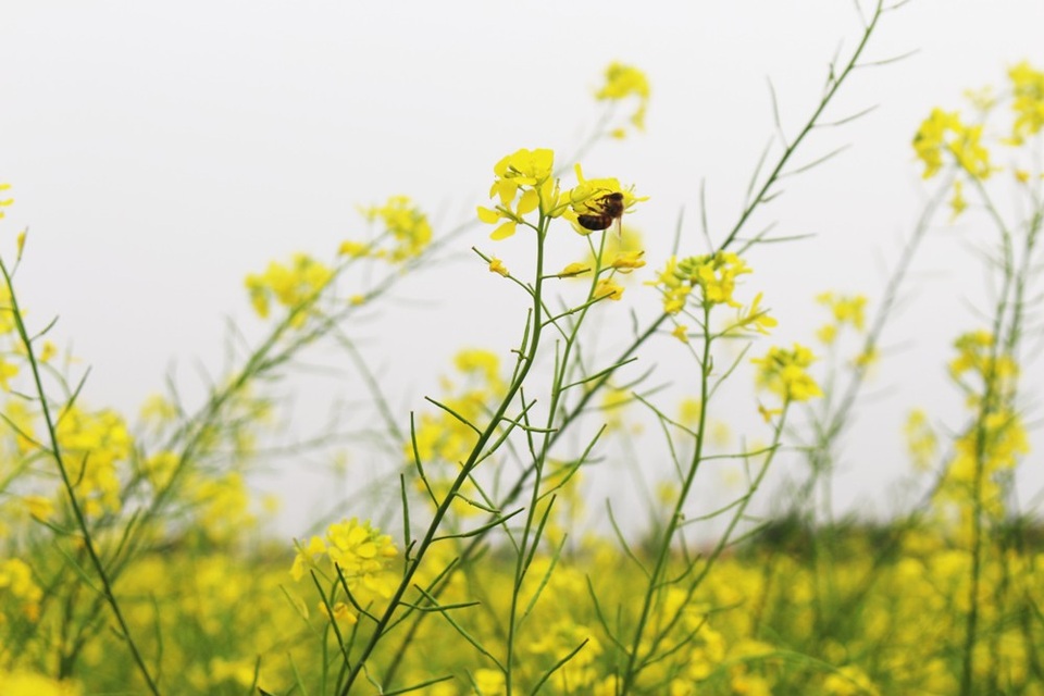 Ngẩn ngơ giữa cánh đồng cải vàng sưởi ấm trời đông Hà Nội - 7