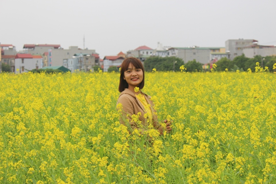 Ngẩn ngơ giữa cánh đồng cải vàng sưởi ấm trời đông Hà Nội - 8