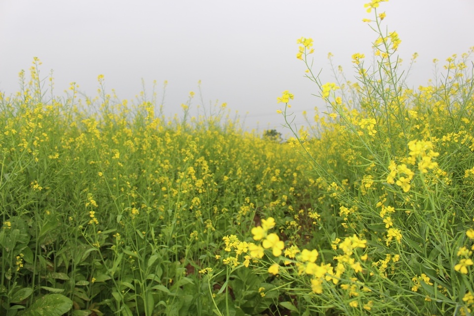 Ngẩn ngơ giữa cánh đồng cải vàng sưởi ấm trời đông Hà Nội - 11