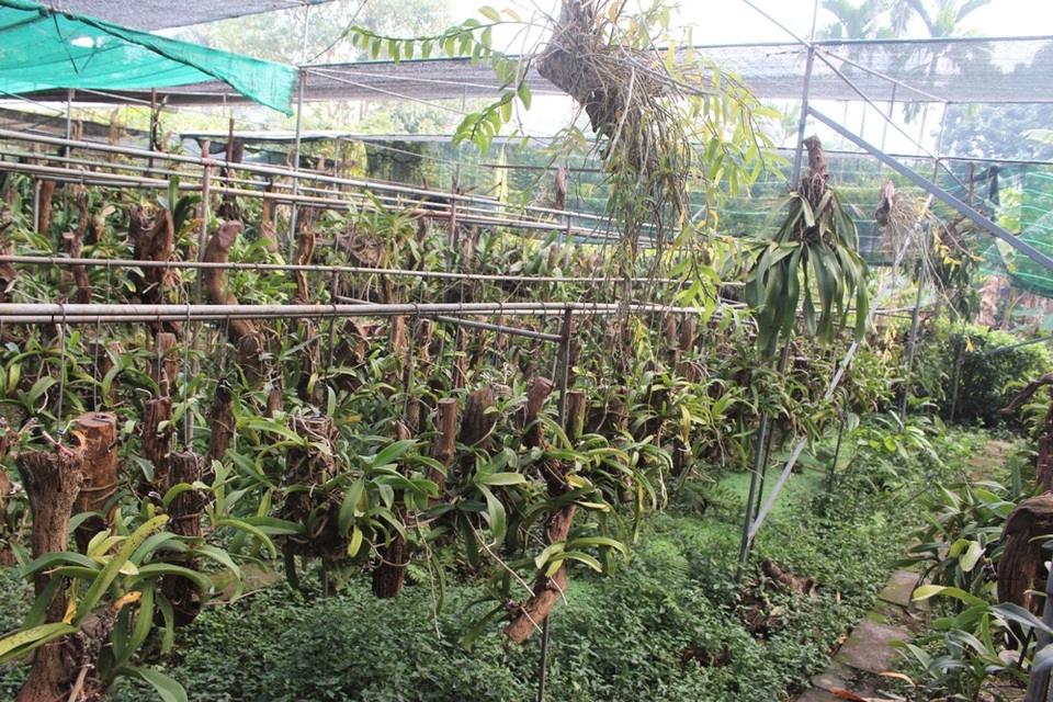 Những tháng ngày đi bộ đội, chỉ chờ hết giờ trực sở chỉ huy là anh lại cầm con dao quắm, trèo đèo, lội suối để đi tìm lan. Sau hơn 20 năm dày công, anh Tuấn Anh giờ đã sở hữu cả một gia tài lớn. Anh không thể thống kê hết số lan có ở trong vườn, nhưng ước tính có khoảng 400 loài với rất nhiều cây quý hiếm, khó tìm. “Ông vua lan” bày tỏ, nếu sau này có thể mua được mảnh đất rộng cả ha thì sẵn sàng sưu tầm đủ tất cả các loài có trên Thế giới.