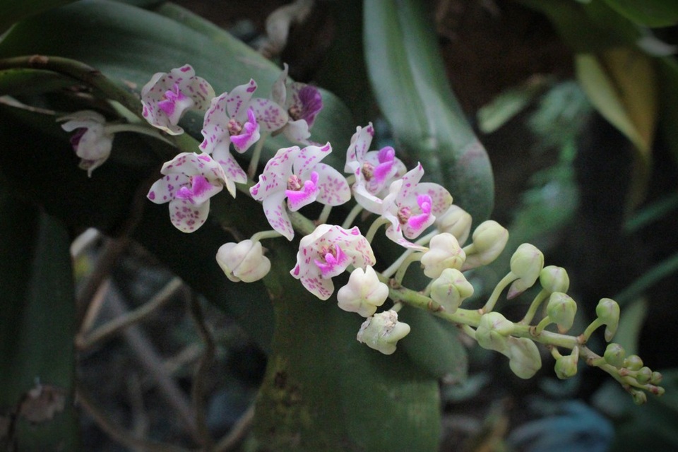 Cũng chính vì trót say đắm “nàng lan” nên anh Tuấn Anh đã phải đánh đổi rất nhiều thứ. “Tôi cứ ham mê đến mức có bao nhiêu tiền lại dồn sạch cho lan, thậm chí đánh đổi cả nhà, cả cửa. Hai người vợ trước cũng chỉ đi được với tôi đoạn đường đầu, nhưng rốt cuộc không thể song hành trọn vẹn. Nhiều lúc tôi tự hỏi, không biết mình có sai lầm không vì chưa quan tâm gia đình đúng mực, nhưng tôi sẵn sàng nghèo nữa để thực hiện công việc này”, anh chia sẻ.