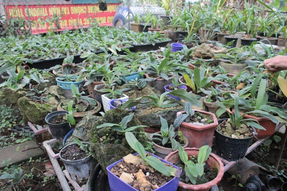 “Có những giò lan quý hiếm, người không biết thì nghĩ chỉ như đồ bỏ đi, nhưng nếu có chút am hiểu thì sẽ không ngớt trầm trồ trước báu vật ngàn năm có một. Điều khiến tôi hạnh phúc nhất là đã tự mình khám phá và phát hiện ra vài loài hoa mới được Thế giới công nhận, trong đó có 3,4 loài mang tên của chính mình”.