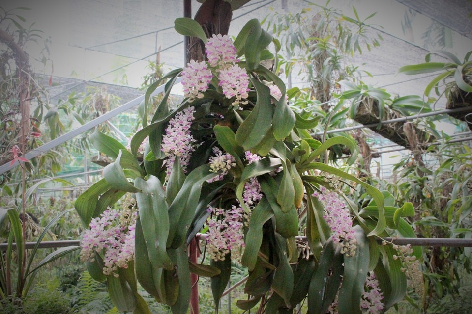 Hiện tại, giò lan tai trâu trong khu vườn của anh đang nở hoa khá đẹp. Theo anh Tuấn Anh cho biết, cây lan này được mua cả gốc từ trong Bình Thuận với giá khoảng 1000 USD. Khi có người hỏi mua, tùy vào chất lượng của hoa mà chủ nhân sẽ định giá, trung bình dao động trong khoảng 40 – 50 triệu đồng hoặc hơn.