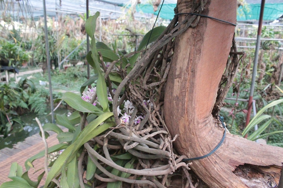 “Có thể khách hỏi cùng 1 loài lan nhưng giá bán sẽ có sự chênh lệch. Thông thường, tôi sẽ dựa trên sự phán đoán chất lượng hoa mà định giá. Chính vì vậy mà có những chậu địa lan chỉ vài trăm nghìn, nhưng có chậu lên đến cả chục triệu. Với loài quý hiếm, nếu có khách nước ngoài muốn hỏi mua đem về nhân giống thì giá bán lên đến cả trăm triệu đồng”, ông vua lan khẳng định.