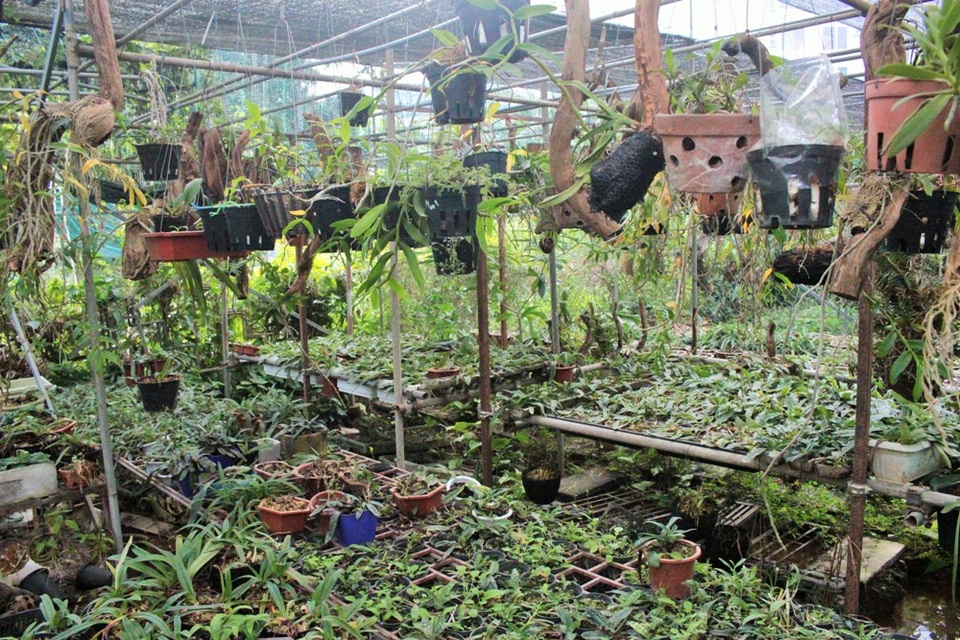 Ở góc vườn, anh dành riêng một khu đất rộng khoảng 30m2 cho các chậu lan quý hiếm hoặc bị đột biến, có giá bán rất đắt đỏ. Khu vực này được che chắn, rào kín, lắp đặt camera khá cẩn thận. Những chậu lan tuy chỉ bé bằng bàn tay nhưng lại được chủ nhân định giá lên đến cả chục, cả trăm triệu đồng.