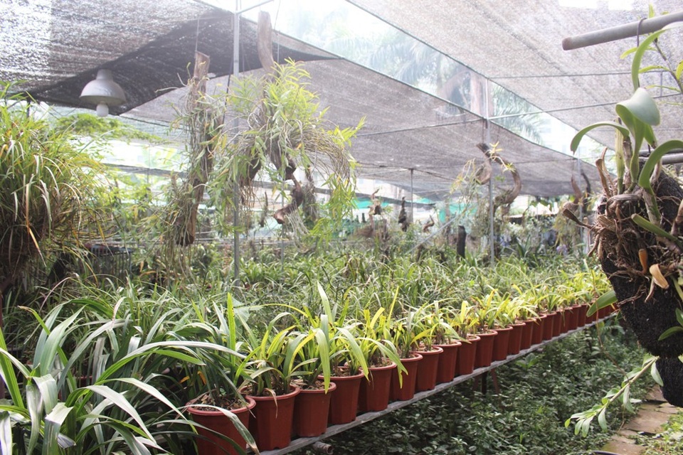 Anh Tuấn Anh tiết lộ thêm, ngôi nhà của anh là nơi tụ họp thường xuyên của những người yêu hoa lan, là địa chỉ thân thuộc của nhiều nghiên cứu sinh hay các chuyên gia về hoa lan trong nước và quốc tế.