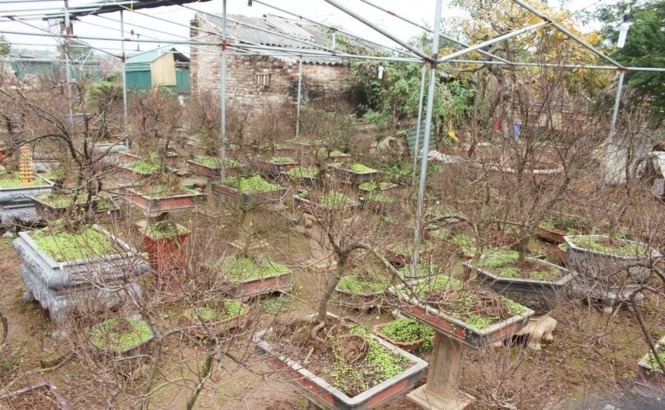 Tuy còn hơn 1 tháng nữa mới đến Tết Nguyên đán, nhưng thời điểm hiện tại, ở Nhật Tân (Tây Hồ, Hà Nội) đã bắt đầu tấp nập người đến xem và mua hoa. Vài năm trở lại đây, bên cạnh đào, quất truyền thống, người Hà Nội còn khá chuộng mai trắng – hay còn được biết đến với cái tên nhất chi mai.