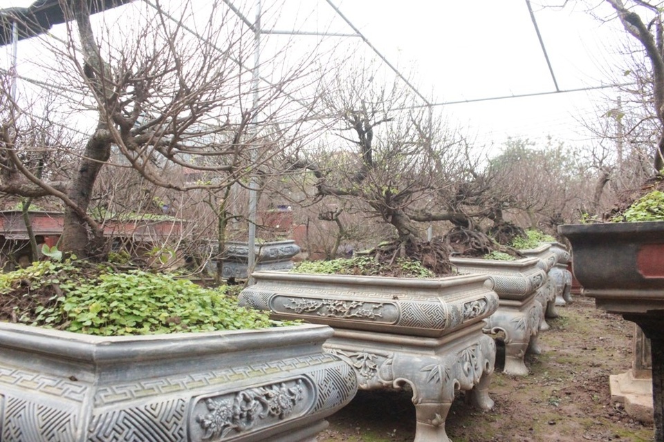 Anh Trần Tiến Dũng, chủ nhân của vườn mai trắng lớn nhất Nhật Tân cho biết, theo dự tính, hơn 250 cây mai trong vườn sẽ được bán với giá từ 1,5 triệu – 40 triệu đồng/ cây, giá cho thuê thì rẻ hơn khoảng 2, 3 phần. Thời tiết năm nay khá thuận lợi để hoa mai nói riêng và các loại hoa khác phát triển.