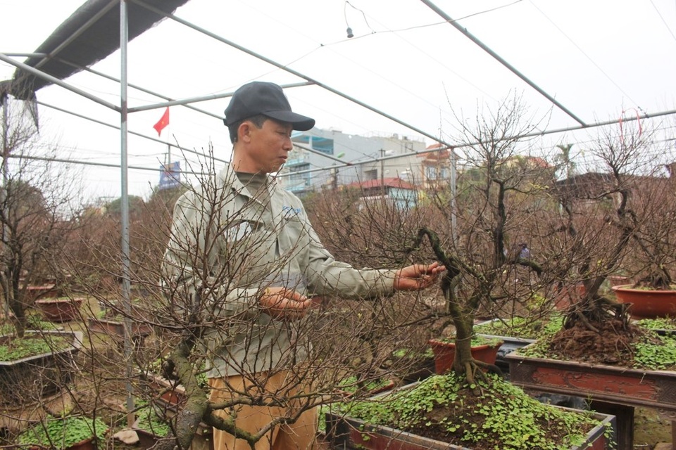 “Hiện tại, cả khu vực Nhật Tân chỉ có 10 nhà trồng mai trắng. Để có một chậu hoa quý hiếm, đẹp cả gốc, dáng lẫn hoa, từ 15 năm trước tôi đã phải bỏ công tìm kiếm khắp các tỉnh Thanh Hóa, Nam Định, Hà Nam,… Đem về còn phải mất công tạo thế, uốn dáng và tưới tắm. Tính ra, để có một cây hoa bán được giá cũng mất gần chục năm trời”, anh Dũng cho biết.