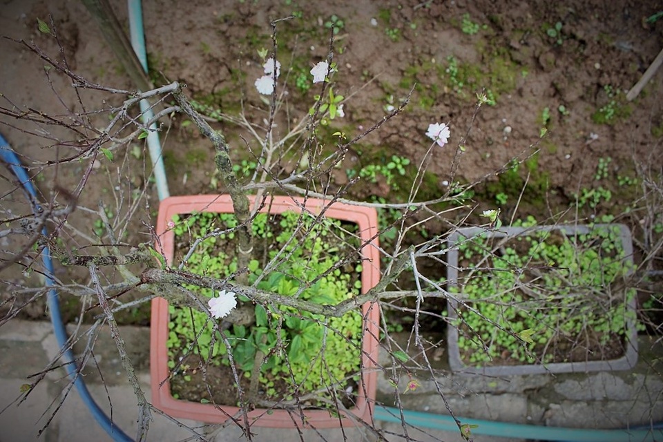 Thông thường, hoa mai để trong chậu, trong bình mất nhiều công sức chăm sóc nhưng lại được khách hàng ưa chuộng hơn. Thời gian chơi hoa mai trắng kéo dài từ 1 – 2 tháng. Người chơi mang hoa về chỉ cần để ở nơi có ánh sáng tốt, tưới tắm thường xuyên thì sẽ nở rất đẹp. Đối với những cây cho thuê, chủ vườn sẽ lấy lại vào ngày Rằm tháng Giêng.