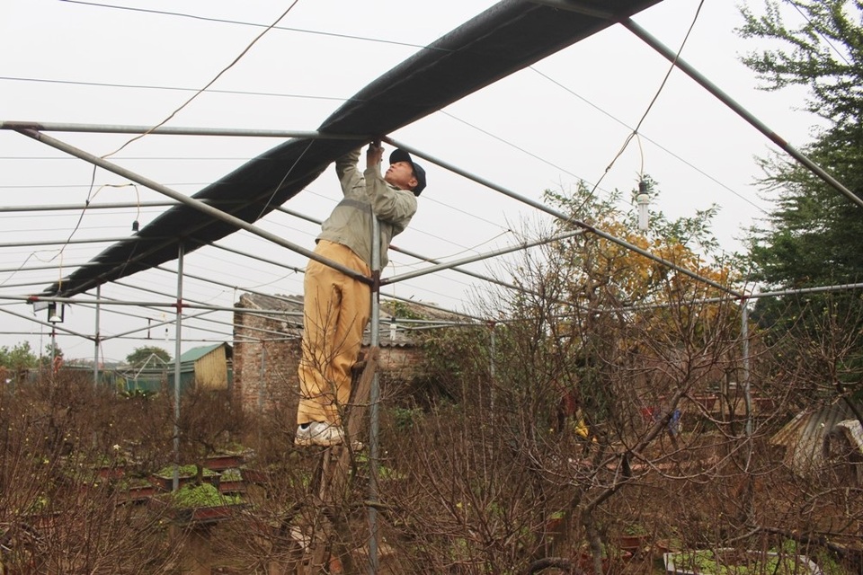 Nhất chi mai là loài hoa khó trồng và khá kén người chơi. Anh Dũng khẳng định: “Trồng và chăm sóc mai trắng khó gấp nhiều lần trồng đào, quất, thậm chí khó hơn tất cả những loại cây cảnh khác. Nếu trong quá trình chăm bón để cây gặp sương muối hay gặp thời tiết khắc nghiệt xem như hỏng. Muốn cây có thế chuẩn, người trồng phải tạo theo những tích cổ như trực huyền, trực phụ tử… Ngoài ra, cây có rễ đẹp, cổ kính, sắc hoa trắng muốt thanh tao thì càng có giá trị cao”.