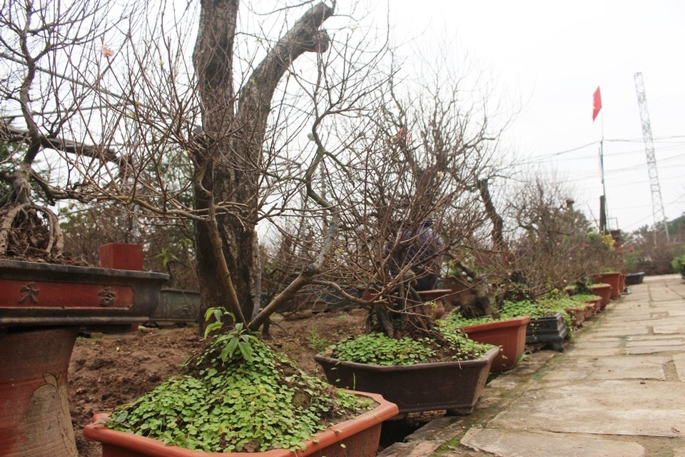 Với cây nhỏ, gia đình anh thường bán đứt cho khách hàng với giá 1 triệu - 1,5 triệu. Còn lại tùy vào nhu cầu của khách mà anh định giá, có cây 6,7 triệu, nhưng cũng có cây lên đến 40, 50 triệu.