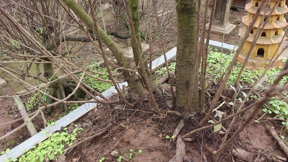 Cây mai trắng có dáng quần thụ đã được một vị khách đặt thuê với giá 35 triệu. Cây có 1 thân trực vươn cao và 1 cành ngang ngả hẳn sang bên. Anh Dũng còn gọi phần gốc của cây mai này là “Lão mai sinh quý tử”.