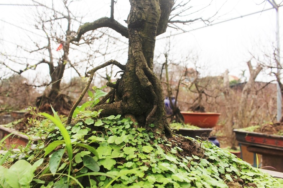 Một gốc mai được chủ vườn rao bán với giá 25 triệu đồng.