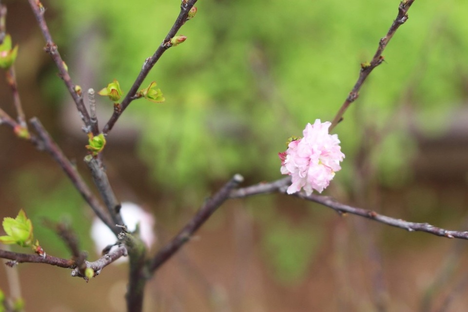 Đôi khi, chỉ cần một nhành hoa cũng đủ bừng sáng sắc xuân.