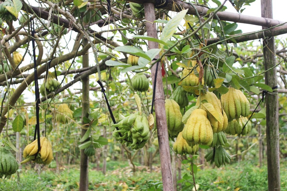 Đã từ lâu, xã Đắc Sở (Hoài Đức, Hà Nội) nổi tiếng khắp trong Nam, ngoài Bắc bởi nghề trồng phật thủ. Nếu vài năm trước, người dân nơi đây phấn khởi vì phật thủ căng bóng nặng trĩu cành, khắp làng trên xóm dưới xôn xao vì sự xuất hiện của những quả dị thường, có giá bán lên đến cả chục triệu đồng thì năm nay, ai nấy cũng nặng trĩu nỗi lo.