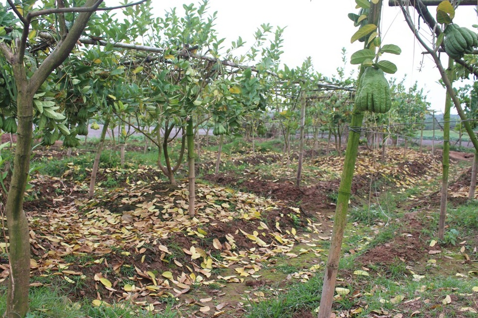 Dù nhà vườn có vài chục hay vài trăm gốc thì đều rơi vào tình trạng lá rụng trải vàng mặt đất, cây trơ trọi, khẳng khiu. Quả phật thủ cũng không căng tròn, bóng đẹp mà chỉ kết trái nhỏ xíu, tay ngón ngắn và có nhiều nốt sần.