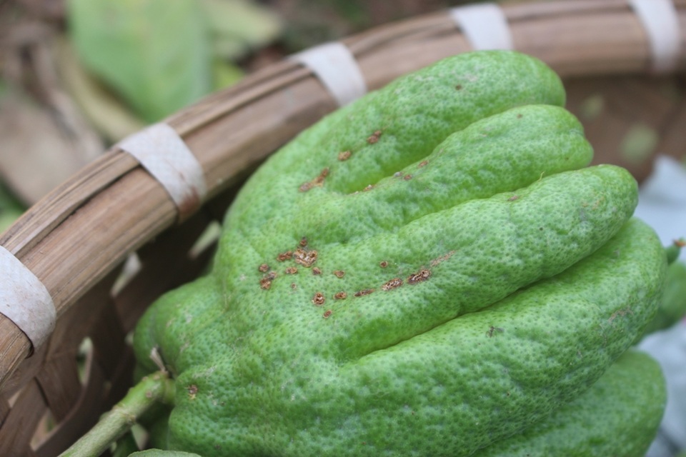 Ông Vân (thôn Chùa Ngụ, xã Đắc Sở) giải thích: “Nơi này tuy là “cái nôi” của nghề trồng phật thủ nhưng lại nằm ở vùng đất thấp. Mấy bận mưa nhiều, nước ngập đến quá thân cây, làm ảnh hưởng đến rễ nên không phát triển được. Lại thêm mấy đợt rét vừa qua nên cây càng trụi lá. Năm ngoái quả to bằng cái rá rửa rau, nhưng năm nay cùng lắm thì chỉ bằng bát tô mà còn xấu, có người xuống vườn cũng không muốn hỏi mua.”