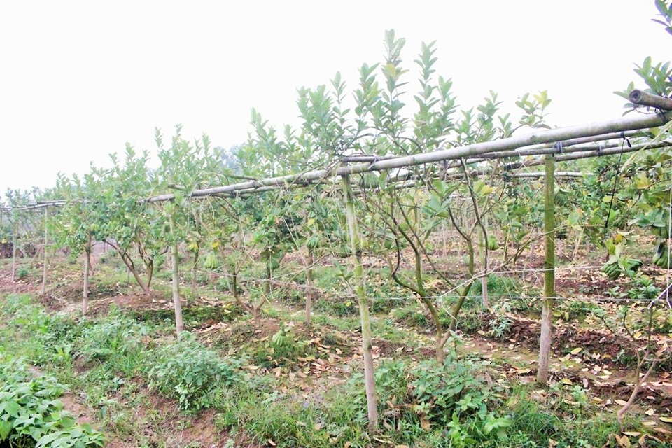 Được biết, phật thủ rất nhạy cảm với thời tiết. Năm nay, quả chín sớm là do phải chịu sương muối. Còn quả nhỏ, sần thì bởi lượng mưa vào tháng 7 quá nhiều. Người dân Đắc Sở muốn bón phân sớm cũng không được vì dễ khiến phật thủ bị sốc, chết hàng loạt.