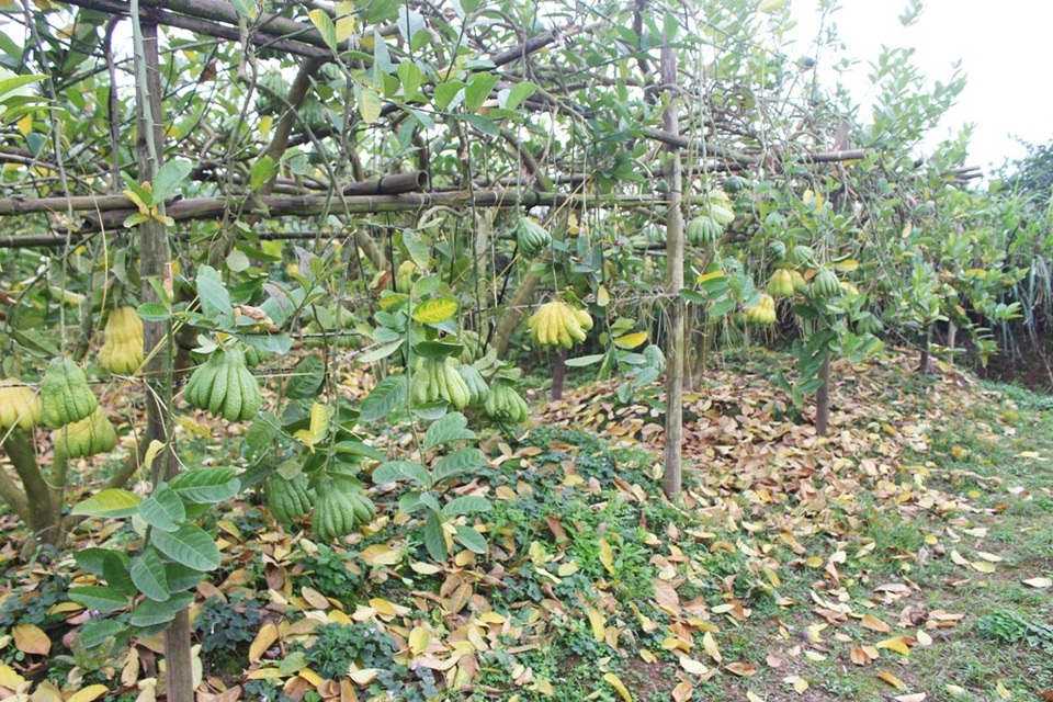 Ông Vân cho biết thêm: “Tuy mất mùa nhưng nhà tôi vẫn vớt vát được chút tiền lãi, may nhất là không bị lỗ vốn. Quả bé đem ra chợ bán được khoảng 30.000 – 40.000 đồng. Khu vực trồng phật thủ bên trái cho ra quả tốt hơn, vừa có khách trả 100 triệu nhưng chưa bán được”.