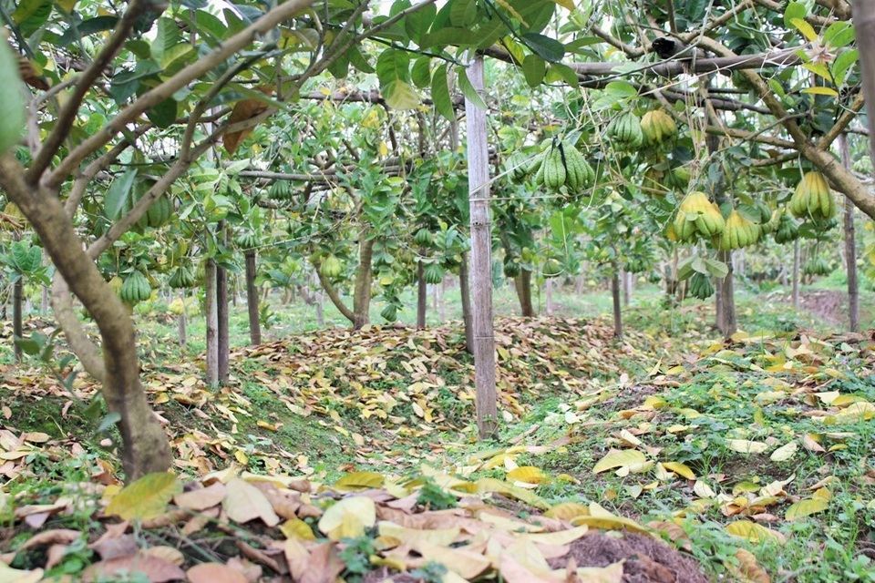 Một người phụ nữ khác làm ở nhà vườn Sơn Sửu cho biết, đây là giống cây khá “đỏng đảnh”, cần đến sự chăm bẵm như công chúa. “Cách đây vài năm, chỉ có mỗi làng tôi làm phật thủ, sau thấy phát triển kinh tế được thì nhiều nơi cũng đua theo. Nhưng loài này đặc biệt ở chỗ, nó chỉ sống và phát triển ở nơi có đất vỡ hoang. Sau khi cây chết thì không thể trồng lại phật thủ ở mảnh đất đó mà phải bỏ công cải tạo khoảng 2, 3 năm, sau đó mới tính tiếp được.”