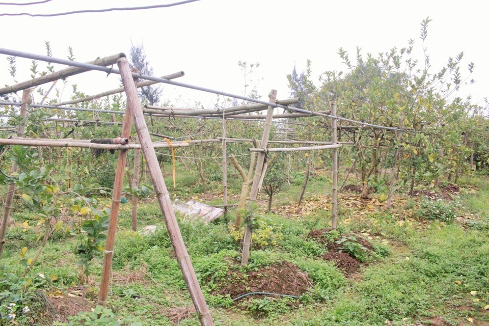 “Trồng phật thủ đúng cách phải học cách “vuốt ve” nó. Bắt đầu từ khi trồng đến khi cho thu hoạch là khoảng 1,5 năm. Phật thủ có thể vừa ra hoa, vừa thành hình trái và nuôi chín quả trong cùng một lúc. Thông thường, phật thủ chỉ sống được khoảng 4,5 năm rồi tàn. Ai có kỹ thuật hay tay nghề cao thì duy trì được lâu hơn, khoảng 6, 7 năm. Nhưng lãi nhất chỉ có 2 năm đầu thôi”, người này nói.