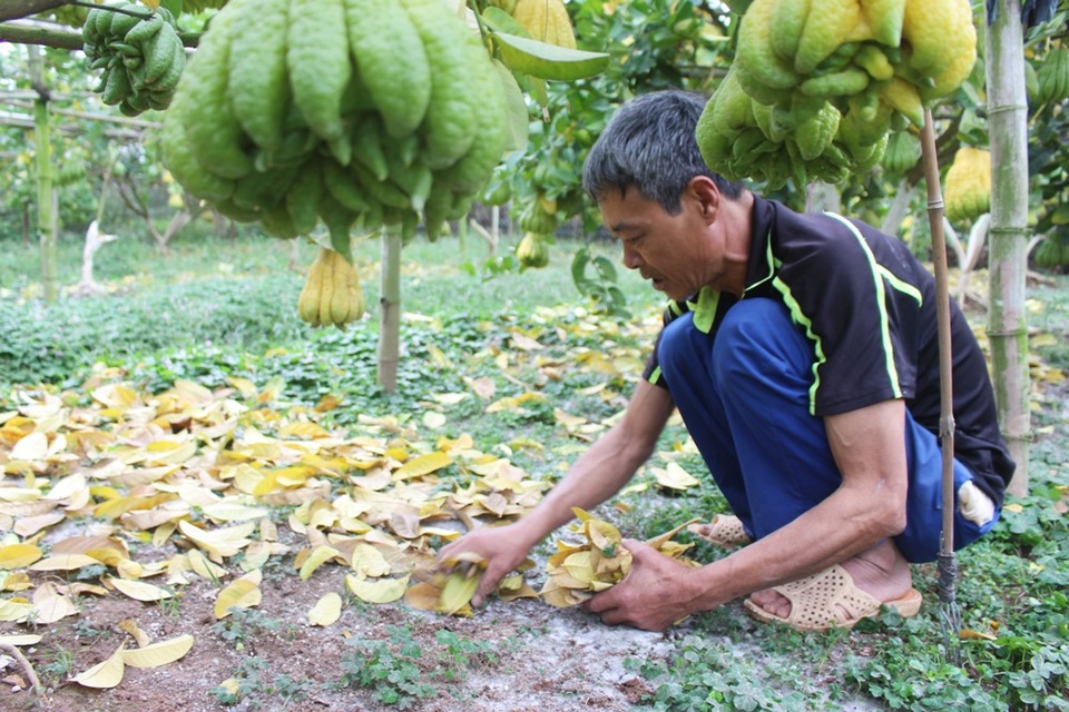 Hiện nay, nhiều hộ gia đình trong xã Đắc Sở phải đi thuê đất, chuyển qua các khu vực cao hơn như Phùng, Đan Phượng hay các nơi cách đó cả 20 cây số nhưng có loại đất phù hợp để trồng phật thủ. Nhà nào trụ lại thì đành chấp nhận trồng xen kẽ các loại cây như ổi, cam,… để duy trì kinh tế.