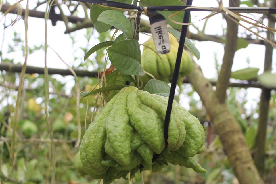 Quả phật thủ (quả tay Phật) có ý nghĩa tâm linh và là biểu tượng của sự may mắn, bình an. Khi chín, phật thủ mang hương thơm thoang thoảng, dịu nhẹ nên rất được ưa chuộng trong ngày đầu xuân năm mới. Những quả to, nhiều múi, hội tụ đủ các yếu tố thịnh - suy - vi - thái theo tín ngưỡng của dân gian thường có giá bán cao ngất ngưởng.