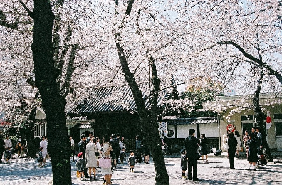 Hoa anh đào nở rộ tại Tokyo