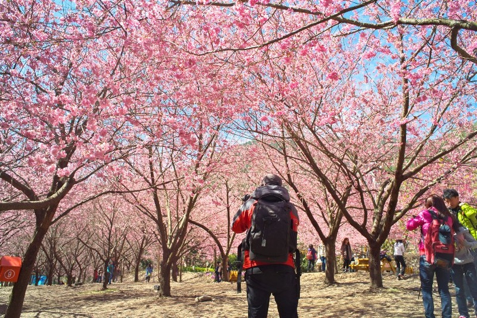 Hoa anh đào ở Đài Loan thường nở sớm hơn các nơi khác