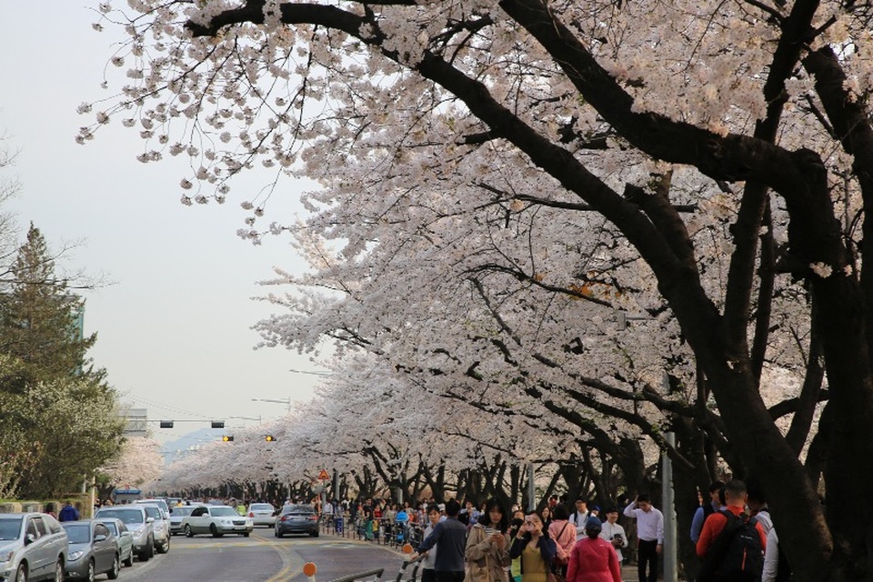 Lễ hội hoa mùa xuân ở công viên sông Hàn Yeouido